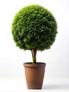Beautiful tall stemmed bush in a pot on a white background. no reflection Sharp picture quality, high resolution