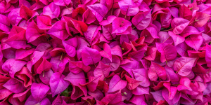 Uniform background composed of many fuchsia bougainvillea flowers, only the petals.