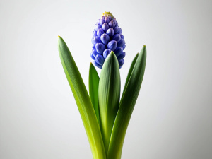 1 Hyacinth, microshoot on white background