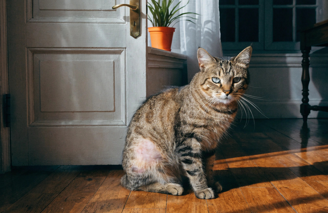 CAT Dermatophytosis
