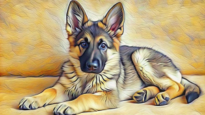 belga shepherd baby dog lying down with white background