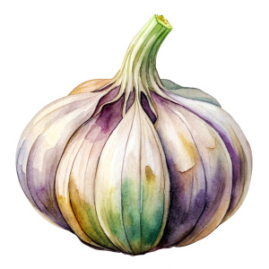 watercolor garlic