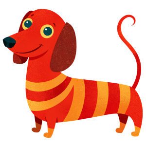 cute red dachshund 