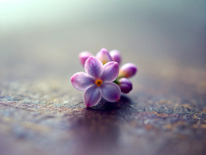 1 Lilac, microshoot