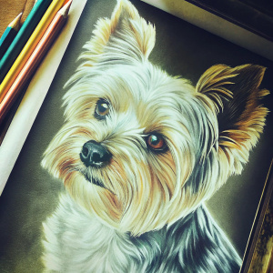 Detailed charcoal drawing of a Yorkshire Terrier. The dog's face and upper body are the focus. Realistic fur texture and shading.