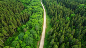Aerial view of dirt road in green forest. 