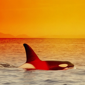 A solitary baby orca (killer whale) swimming freely in the open ocean during a calm, golden sunset. Its sleek black-and-white body contrasts beautifully with the deep blue water, while its eye glints with a sense of quiet curiosity and playful intelligence. l and the faint outline of icebergs frame the horizon, creating a serene and untouched natural setting. The image captures a nostalgic film aesthetic, with muted, warm tones and a subtle grainy texture, evoking a sense of wild beauty and harmony with nature.