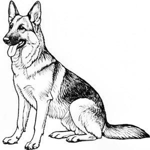 
German Shepherd is sitting
