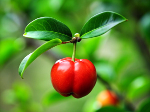 Acerola, Fruit