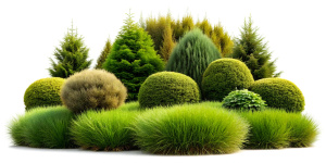 bushes and grass on a white background Sharp picture quality, high resolution