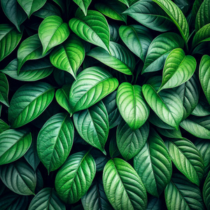 leaves wallpaper
