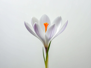 minimalist 1 Crocus micro