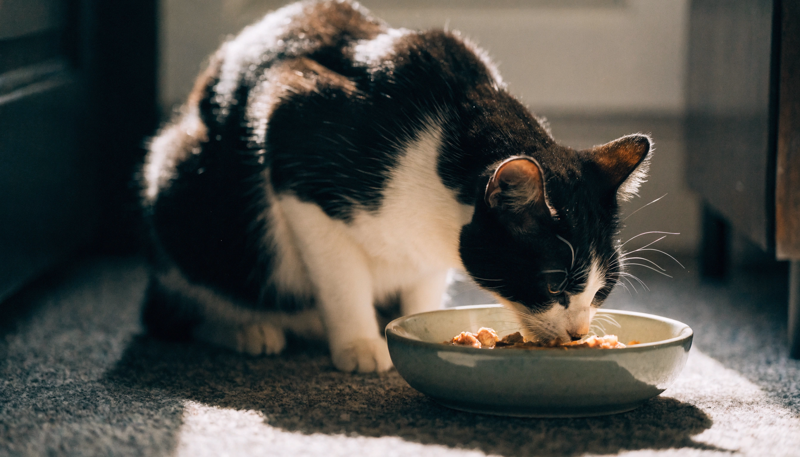 The cat eats from a bowl of food.
            