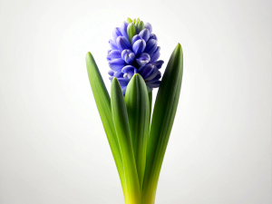 1 Hyacinth, microshoot on white background