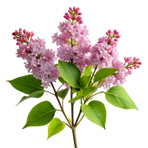 lilac branch, transparent background, no shadows