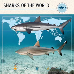Infographic: Sharks of the World. Species: Blacktip shark, Bull shark. Images showcasing physical attributes, sizes, natural habitats, and behavior patterns. Detailed visuals.