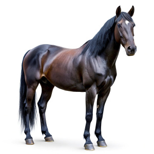 black horse on a white background