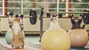 cats in a gym doing exercises