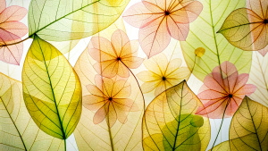 abstract leaf and flower patterns, slightly transparent
