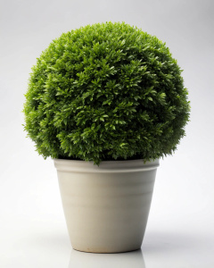 One bush in a pot on a white background no reflection Sharp picture quality, high resolution