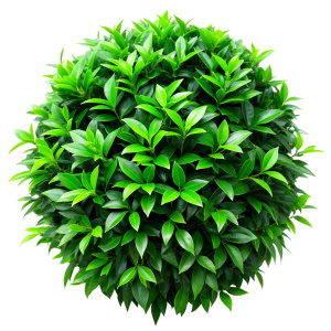 green leaf bush on a white background Sharp picture quality, high resolution
