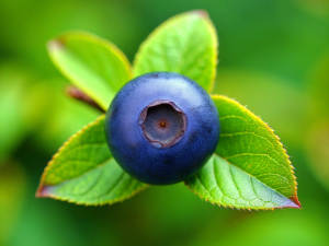 Huckleberry, Fruit