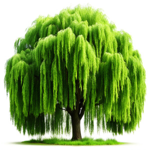 willow tree, transparent background, no shadows