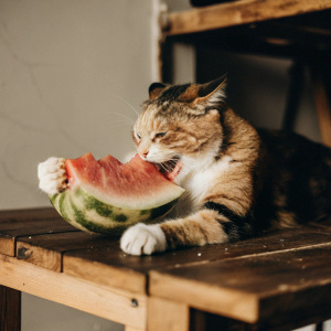 Cat eating watermelon