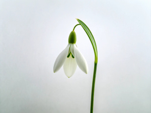 minimalist 1 Snowdrops