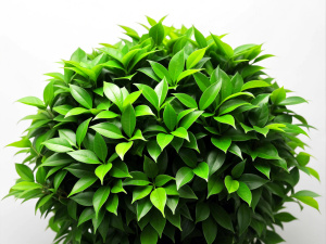 green leaf bush on a white background Sharp picture quality, high resolution