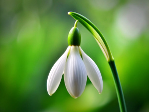 1 Snowdrops, microshoot