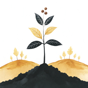 Coffee plantation. Coffee clipart.