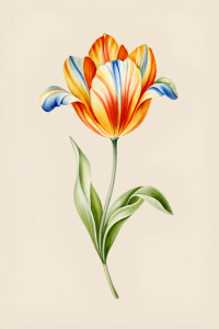 tulip flower
