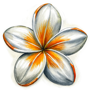 oil paint look stroke line white four petal flower with orange 