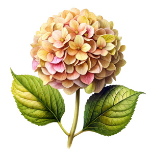 Hydrangea Flower light brown