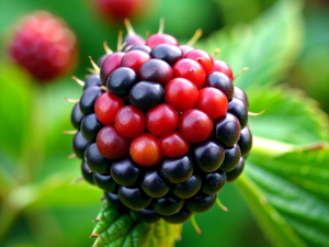 Dewberry, Fruit