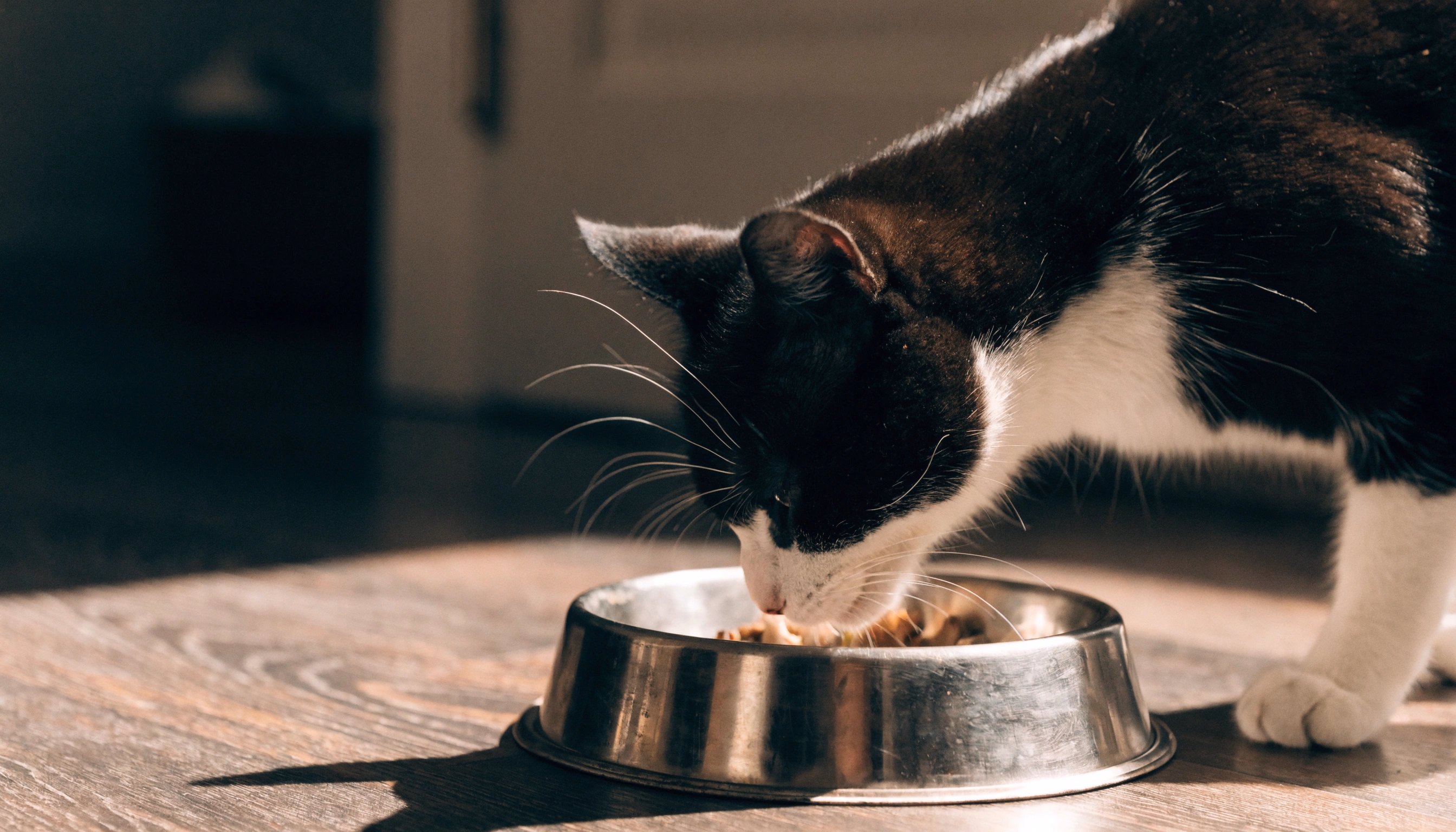 The cat eats from a bowl of food.
            