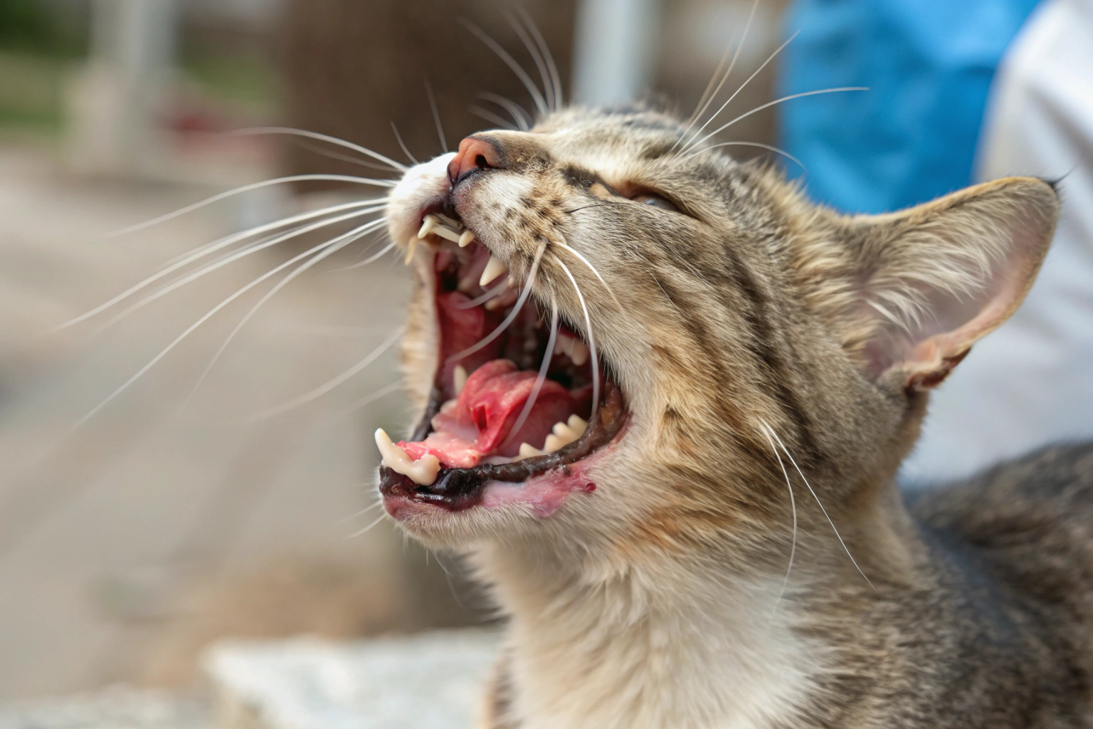  Feline Chronic Gingivostomatitis
