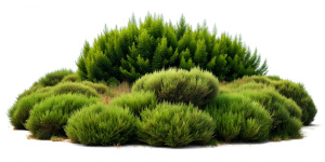 bushes and grass on a white background Sharp picture quality, high resolution