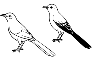 Mockingbird Thrasher vector illustration - Recraft