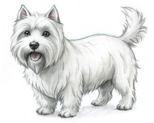natural, ful body, west highland white terrier, Idefix, smiling, skizze