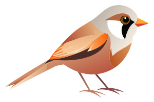 Bearded Reedling - Recraft