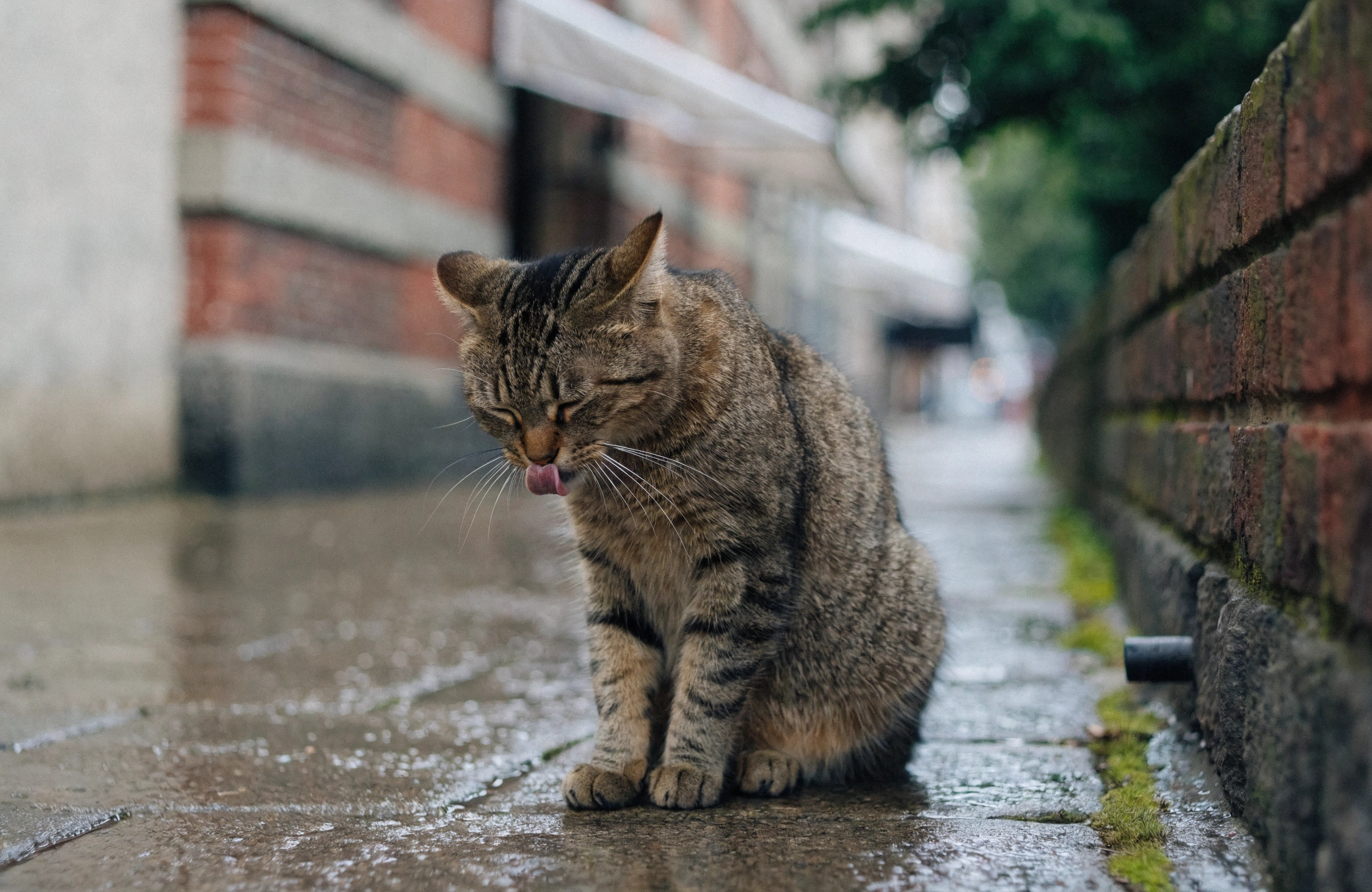 Cat licking its fur
        