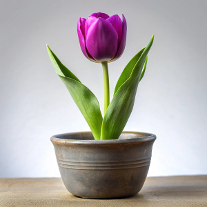 Tulipan morado, maceta. 