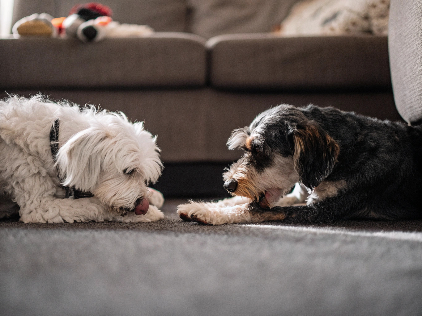 Dogs lick their own feet, not people's paws
    