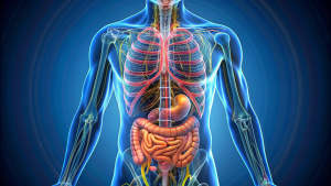 Diagrama del cuerpo humano con el sistema digestivo resaltado.