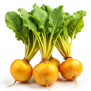 Fresh burpees golden beets isolated  on   white background