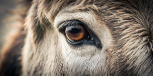 ultra Close up on Donkey eye