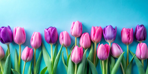 pink .skyblue and purple tulps lined up next to each other on a skyblue background and space for text on top
