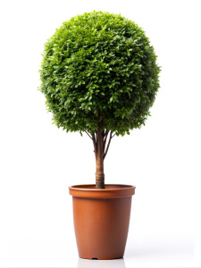 Beautiful tall stemmed bush in a pot on a white background. no reflection Sharp picture quality, high resolution